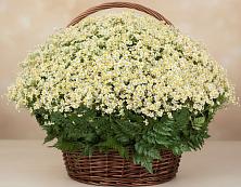 Цветочная композиция из Ромашки в корзине #REPLACE_PRED# Конобеево