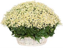 Цветочная композиция из Ромашки в корзине #REPLACE_PRED# Конобеево